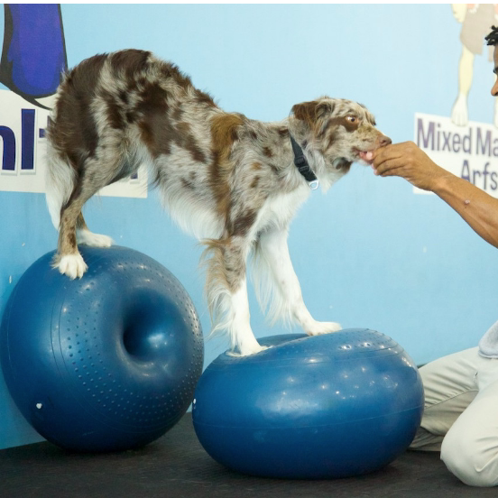 Plataforma de Equilíbrio para  - Balance Cushion Disc avaliação e preço